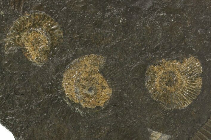 Dactylioceras Ammonite Cluster - Posidonia Shale, Germany #79305